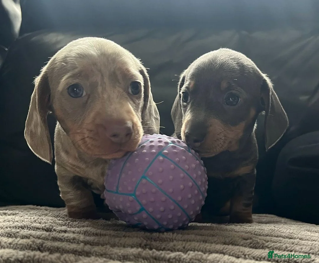 Miniature Dachshund dogs for stud: Kc Miniature chocolate daschund for stud  - Advert 3