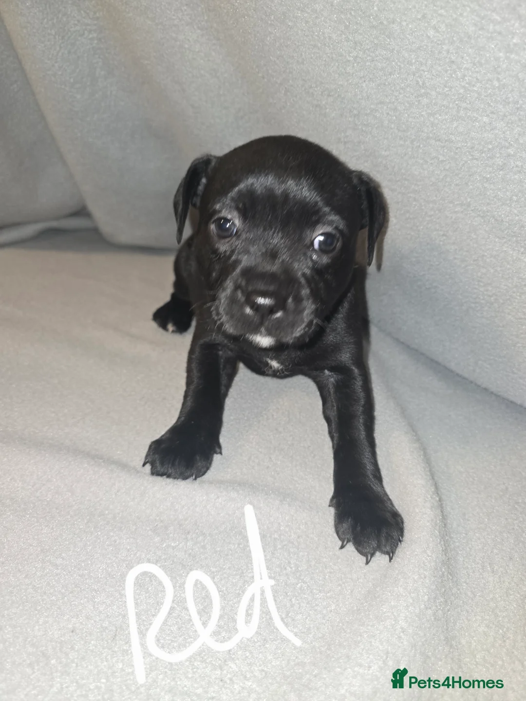 Staffordshire Bull Terrier dogs for sale: Staffordshire bullterrier (LAST 1 ) ready to go - Advert 13