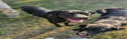 Pointer dogs for adoption: Donna – Beautiful English Pointer Cross - Advert 2