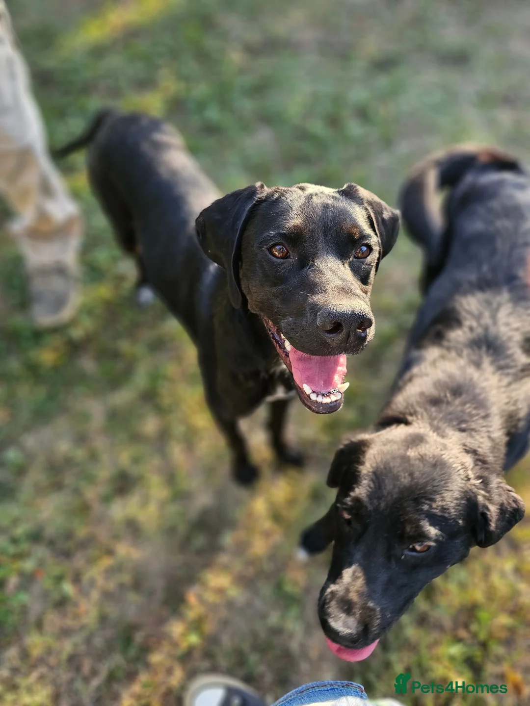 Pointer dogs for adoption: Donna – Beautiful English Pointer Cross - Advert 2