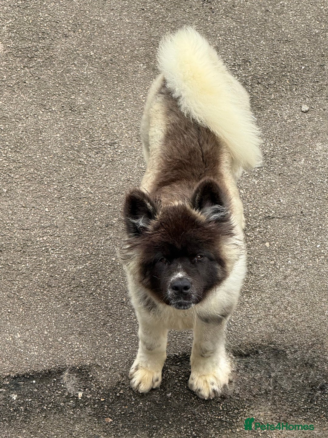 Akita dogs for sale: Big bear head Akita 1 year old  - Advert 3