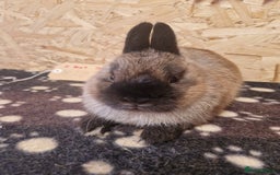 Netherland Dwarf rabbits for sale: Netherland dwarf bunnies for sale - Image 3