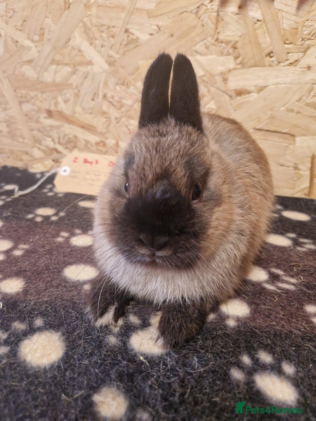 Netherland Dwarf rabbits for sale: Netherland dwarf bunnies for sale - Image 3