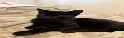 Mixed Breed cats for sale: Blue and Black Bonded Pair Male Kittens - Advert 12