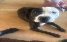 Mixed Breed dogs for sale: Male staffy 1 years old  - Image 1