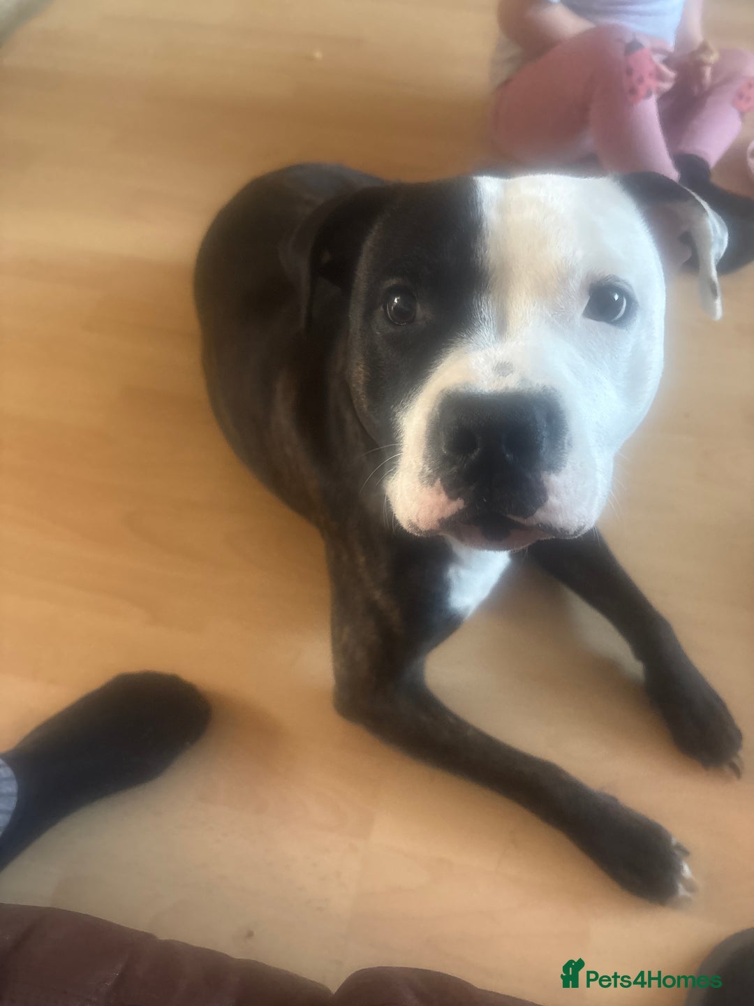 Mixed Breed dogs for sale: Male staffy 1 years old  - Image 1