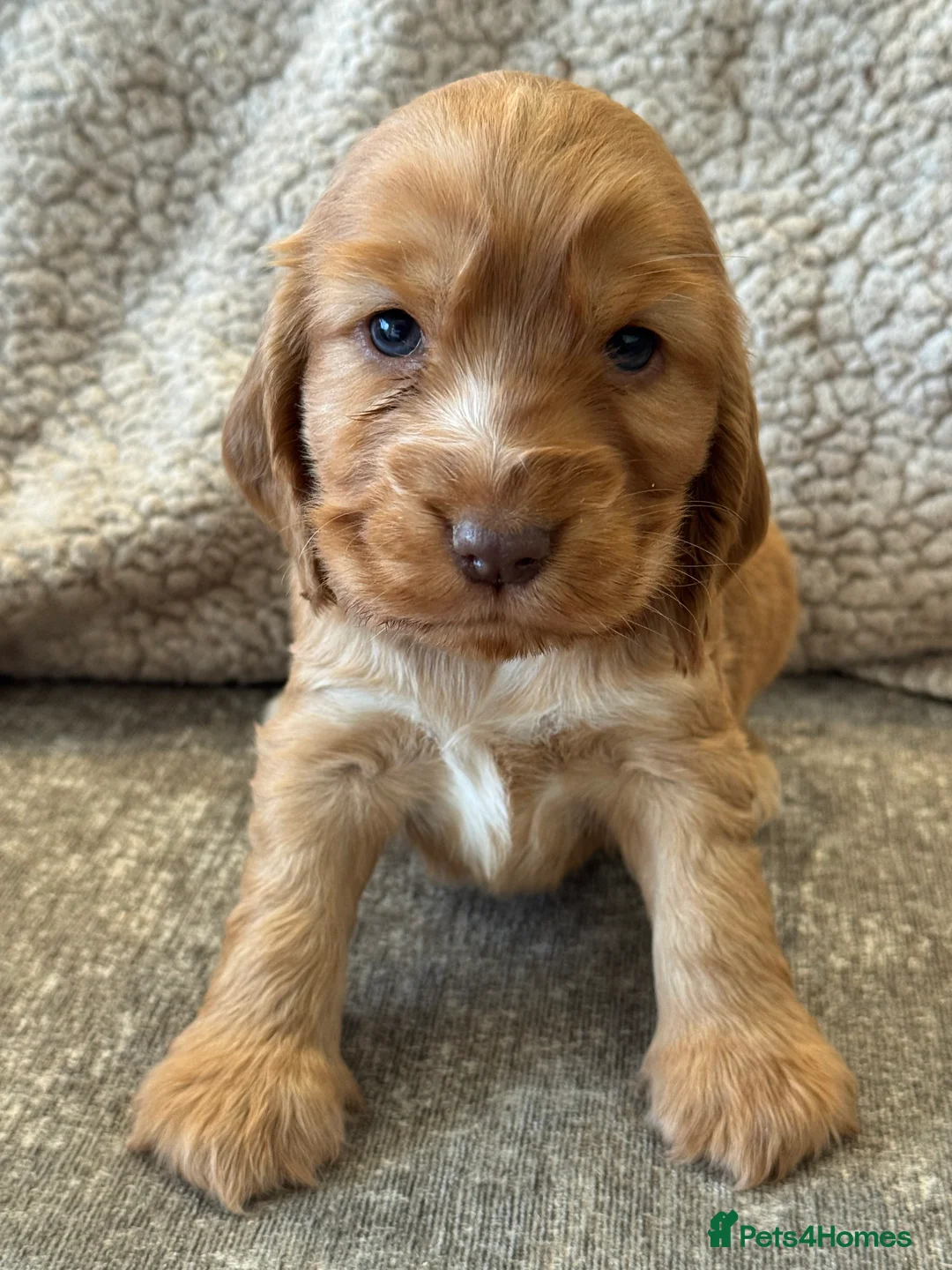 Cocker Spaniel dogs for sale: 100% SHOWTYPE COCKERS KC REGISTERED HEALTH TESTED  - Advert 3