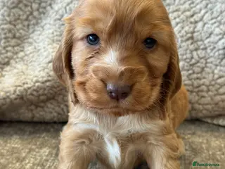 Cocker Spaniel dogs 100% SHOWTYPE COCKERS KC REGISTERED HEALTH TESTED - Advert 11