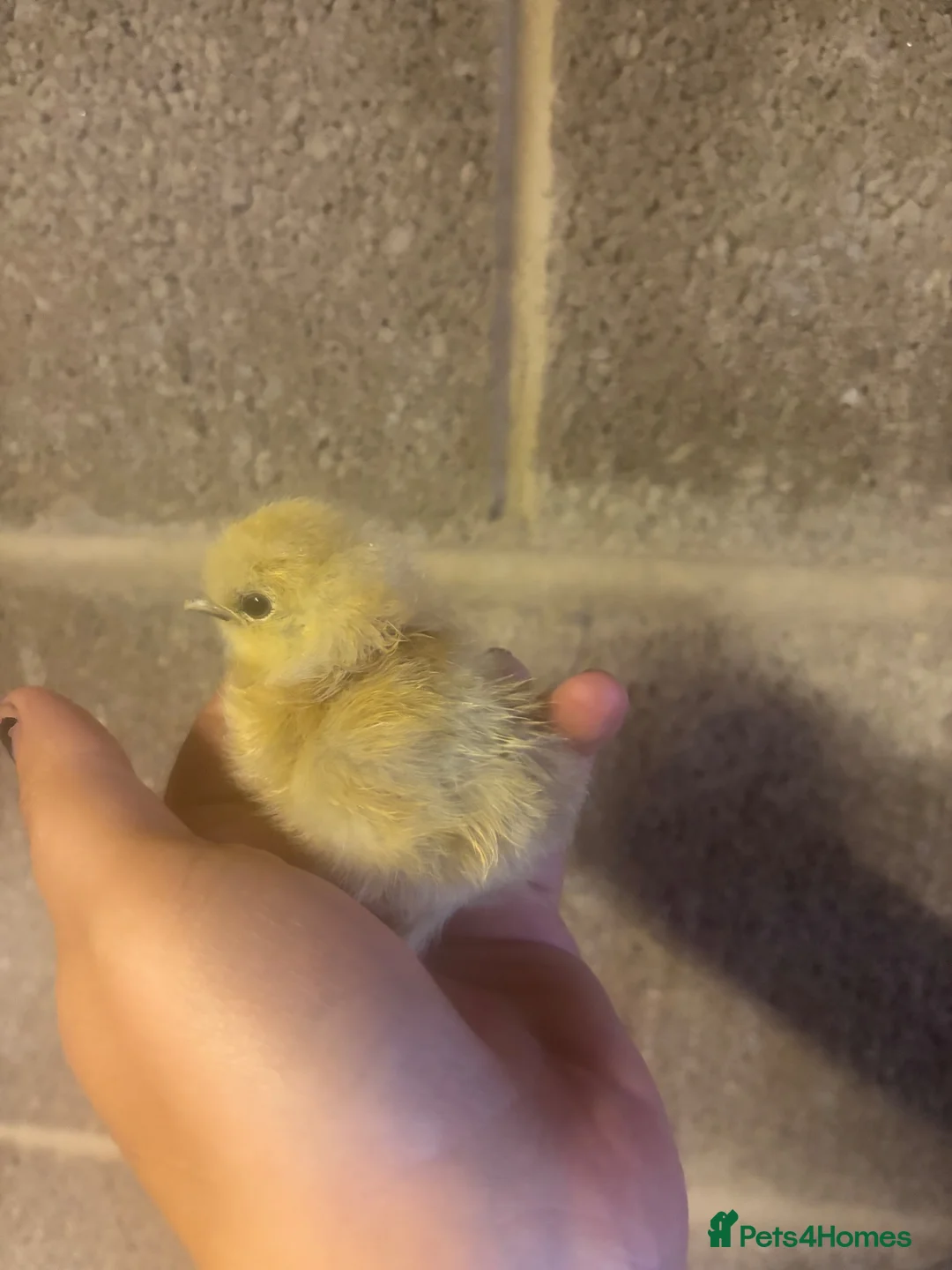 Chickens poultry for sale: Silkie chicks uk / USA  - Advert 2