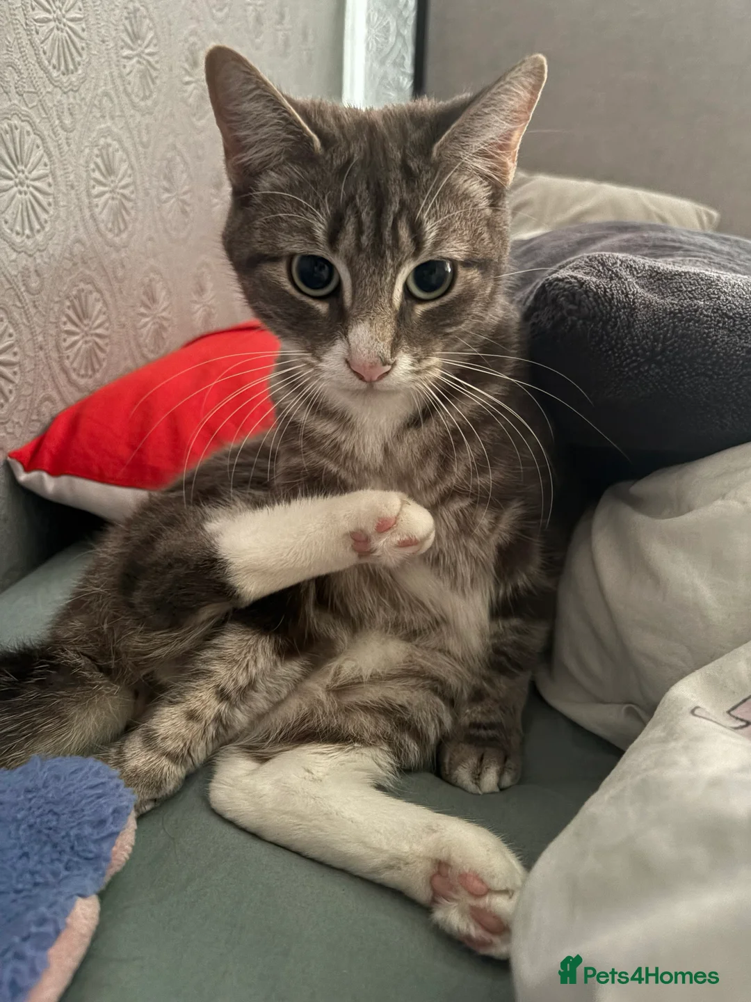 Tibetan cats for sale: Tabby kitten  - Advert 4