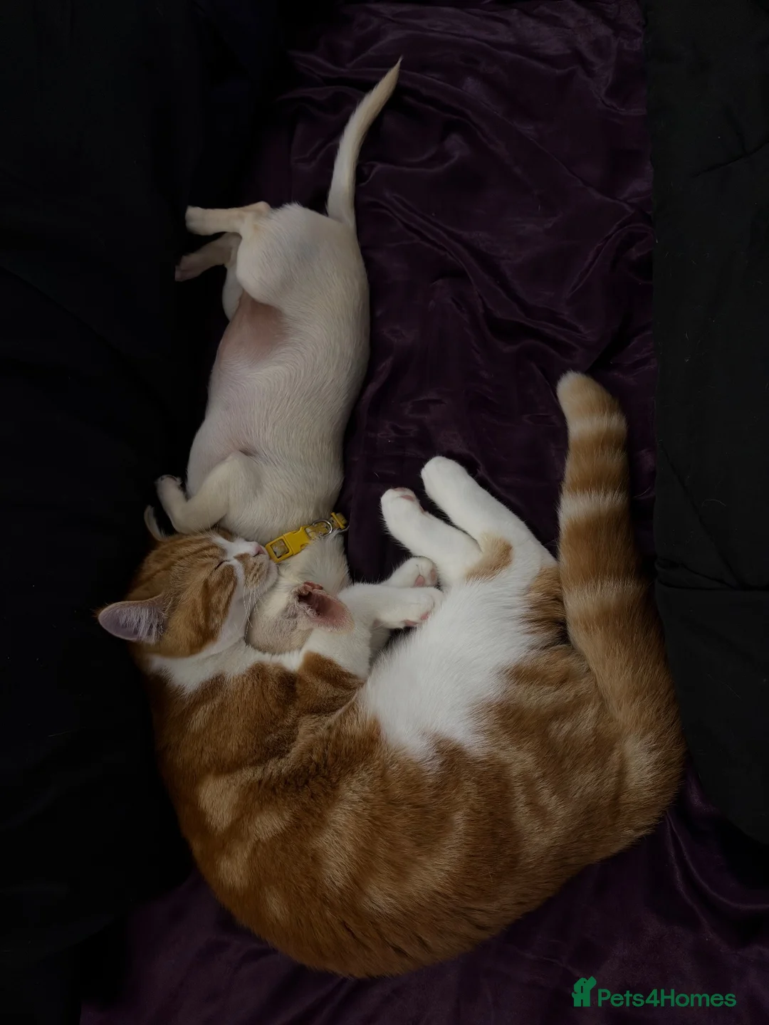 Chihuahua dogs for sale: 6 month old Female Chihuahua - Advert 2