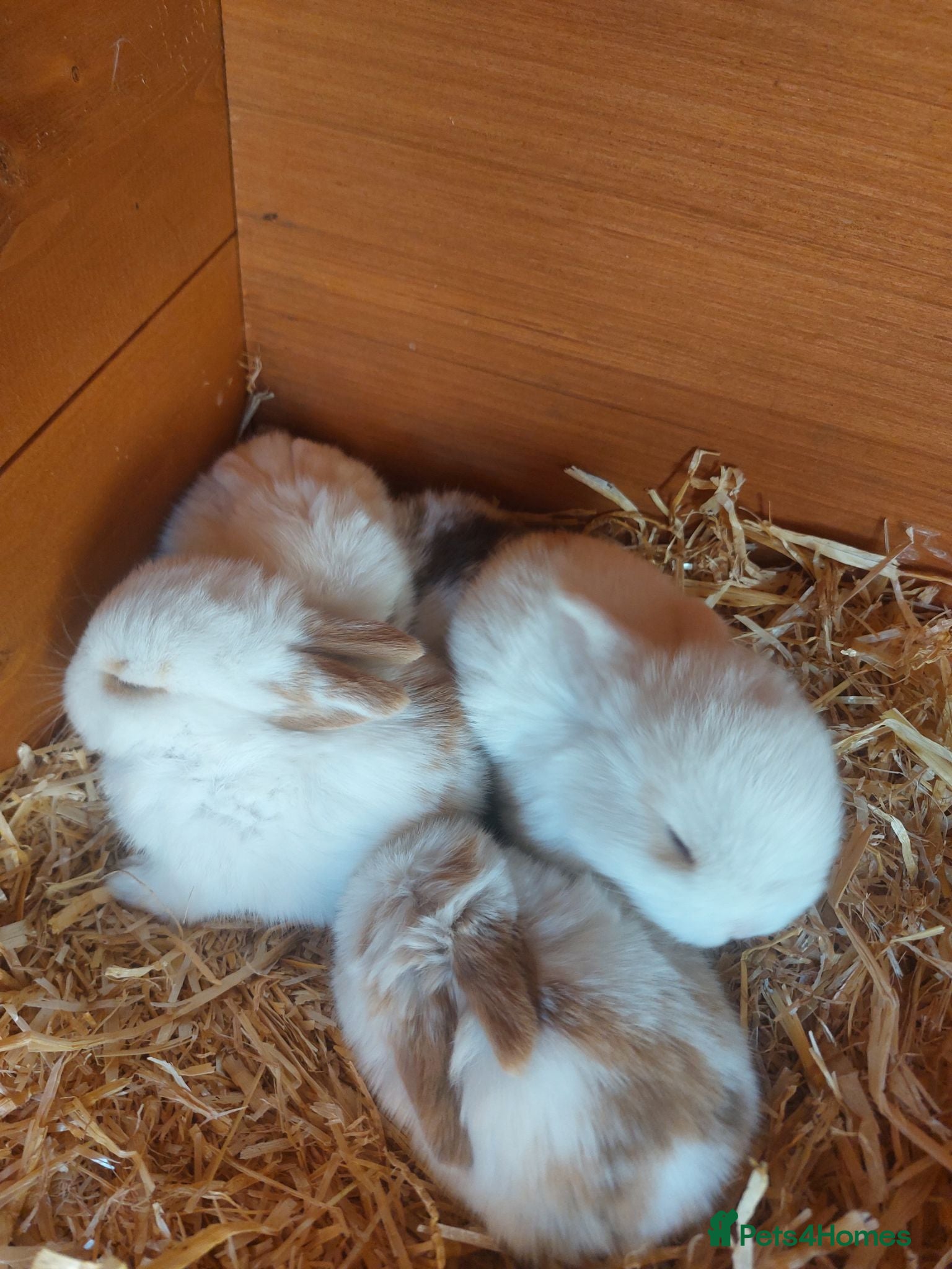 English Lop rabbits Pure bread lop  - Advert 13
