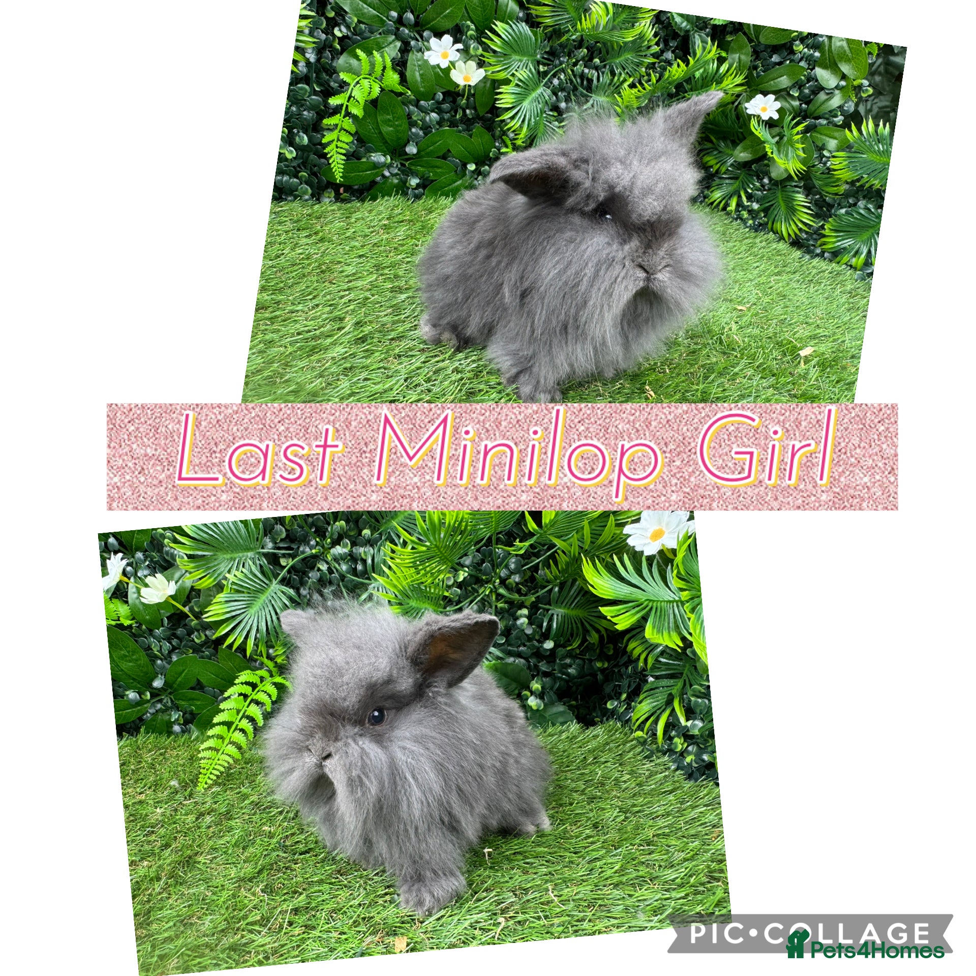 Mini Lop rabbits Mini lop rabbits 8 weeks old  - Advert 10