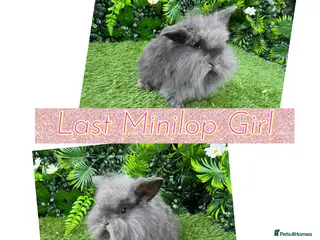 Mini Lop rabbits Mini lop rabbits 8 weeks old - Advert 10