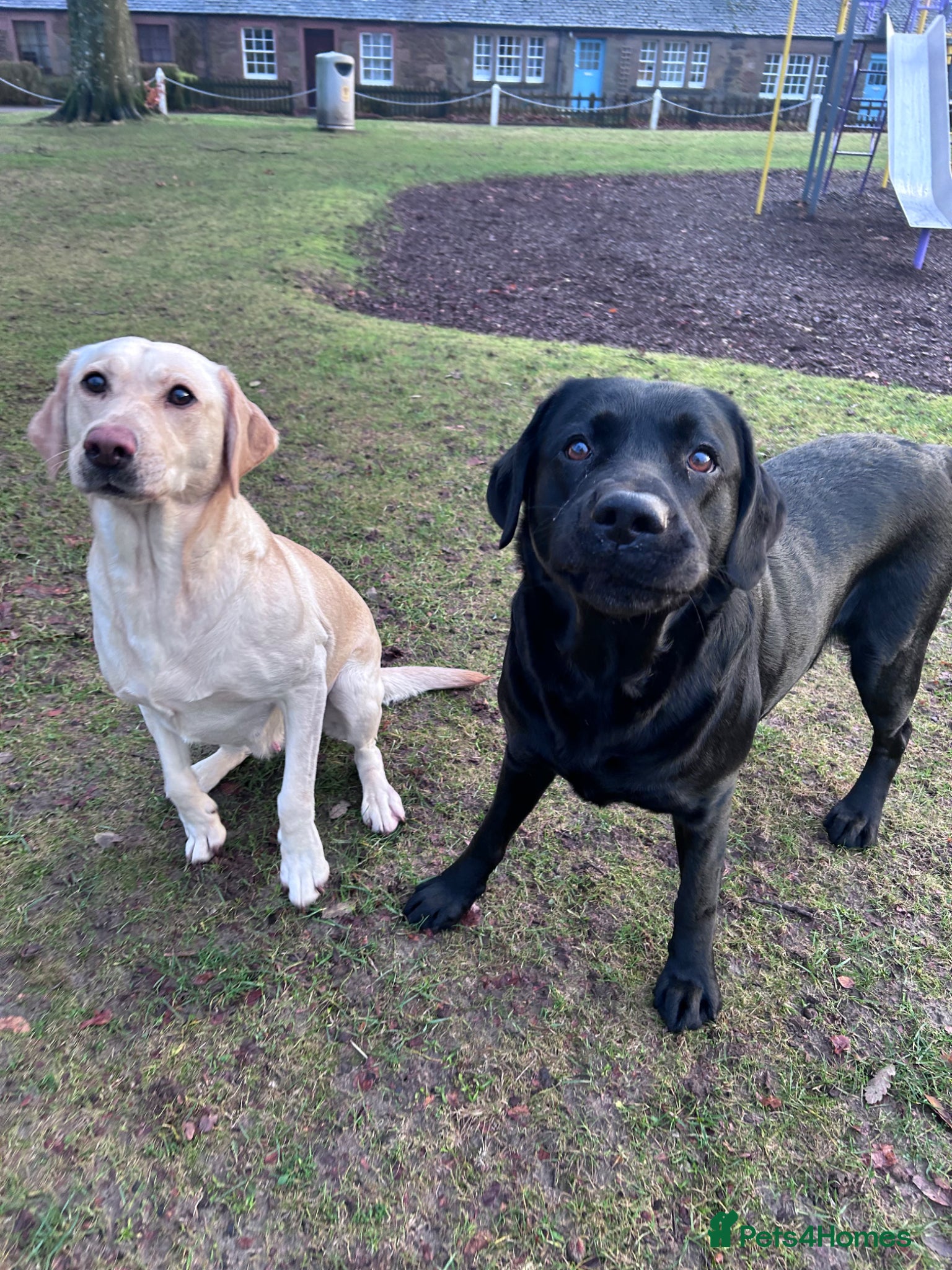 Labrador Retriever dogs Beautiful KC reg Lab pups - Advert 1