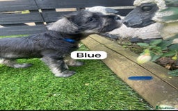 Miniature Schnauzer dogs for sale: Adorable miniature schnauzers  - Image 11