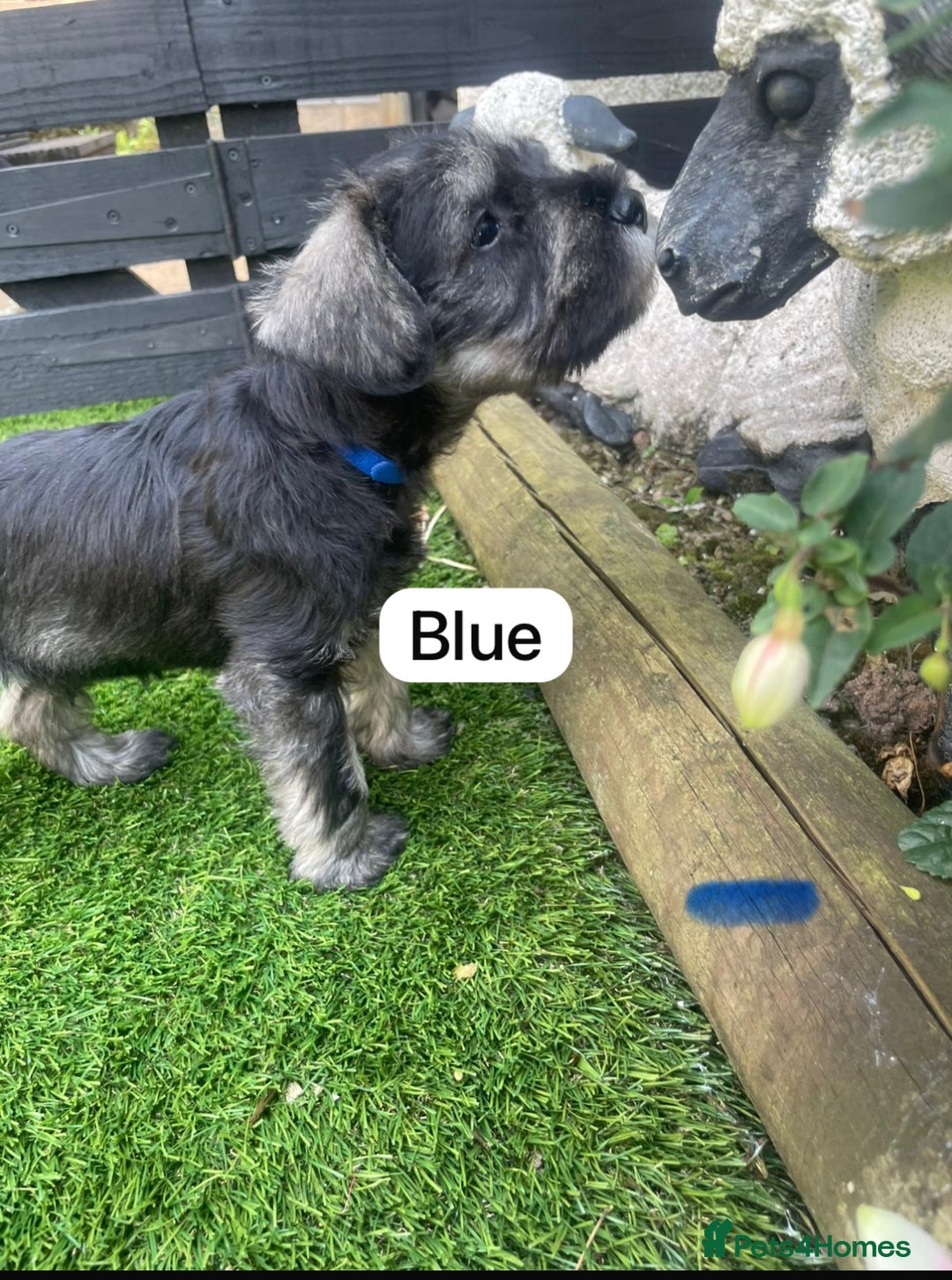 Miniature Schnauzer dogs for sale: Adorable miniature schnauzers  - Image 11