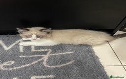 Ragdoll cats for sale: Ragdoll  - Image 8