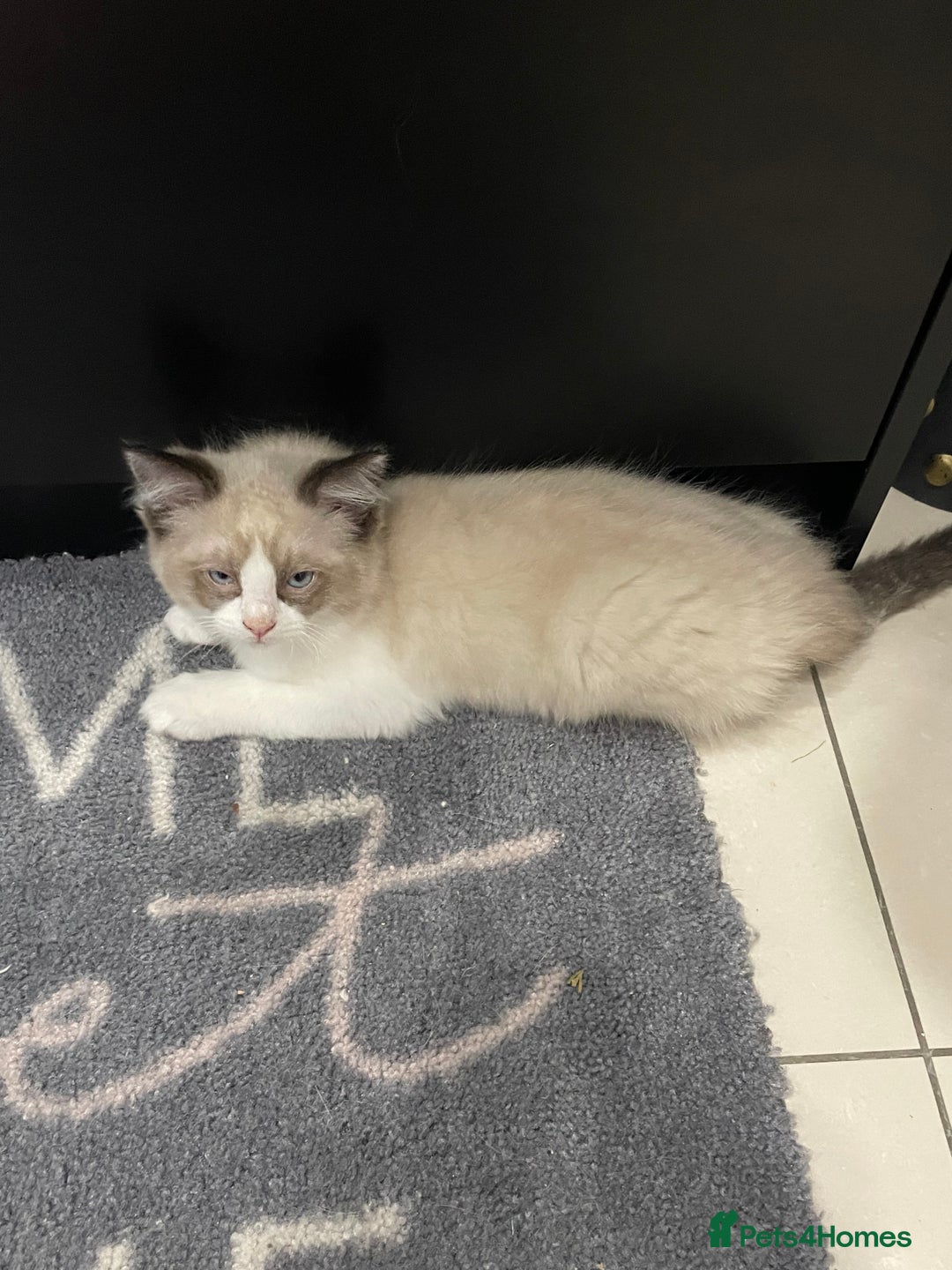 Ragdoll cats for sale: Ragdoll  - Image 8