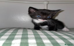 Mixed Breed cats for sale: Tuxedo kittens for sale  - Image 1