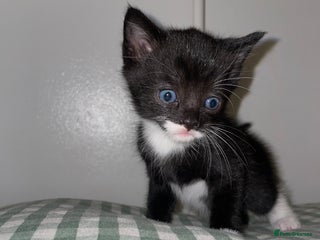 Mixed Breed cats - Advert 4