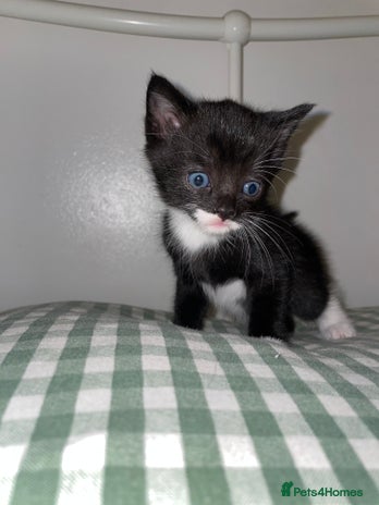 Mixed Breed cats - Advert 3