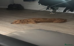 Cocker Spaniel dogs for sale: Working cocker spaniel  - Advert 5