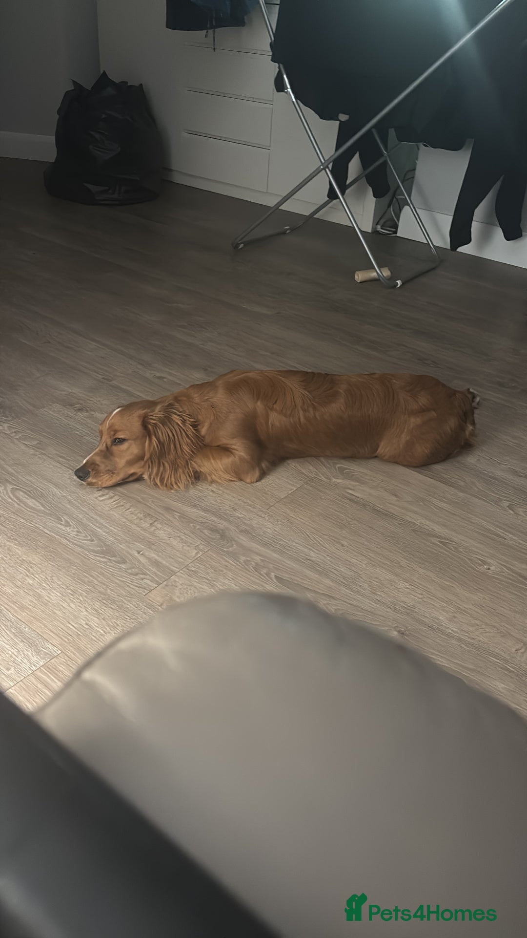 Cocker Spaniel dogs for sale: Working cocker spaniel  - Advert 5