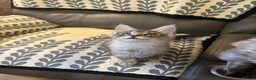 Maine Coon cats for sale: 3 Beautiful Maine Coon kittens forsale in Ammanford - Advert 8