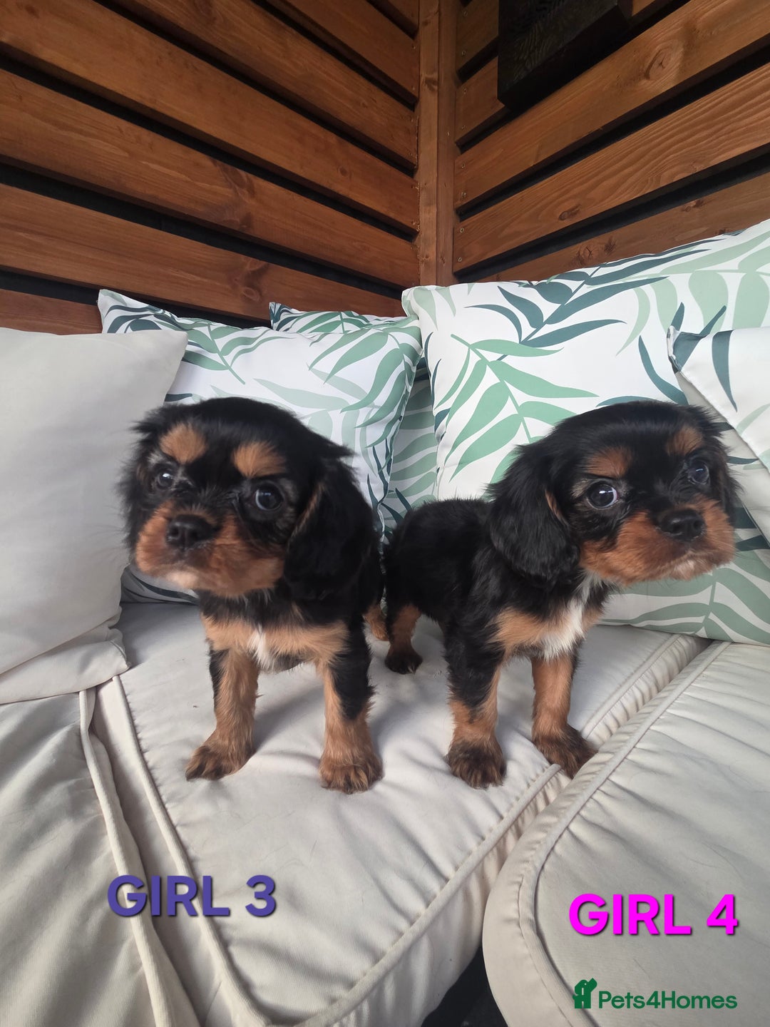 Cavalier King Charles Spaniel dogs for sale: Stunning Cavalier Puppies Ready2Go - Image 15