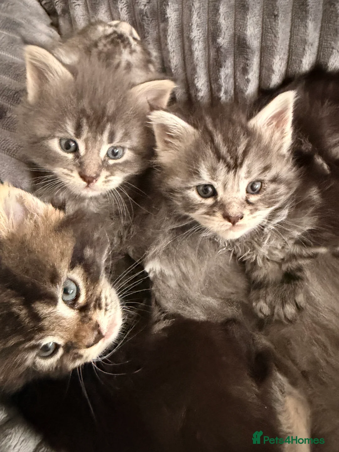 Maine Coon cats for sale: Maine Coon Kittens  - Advert 18