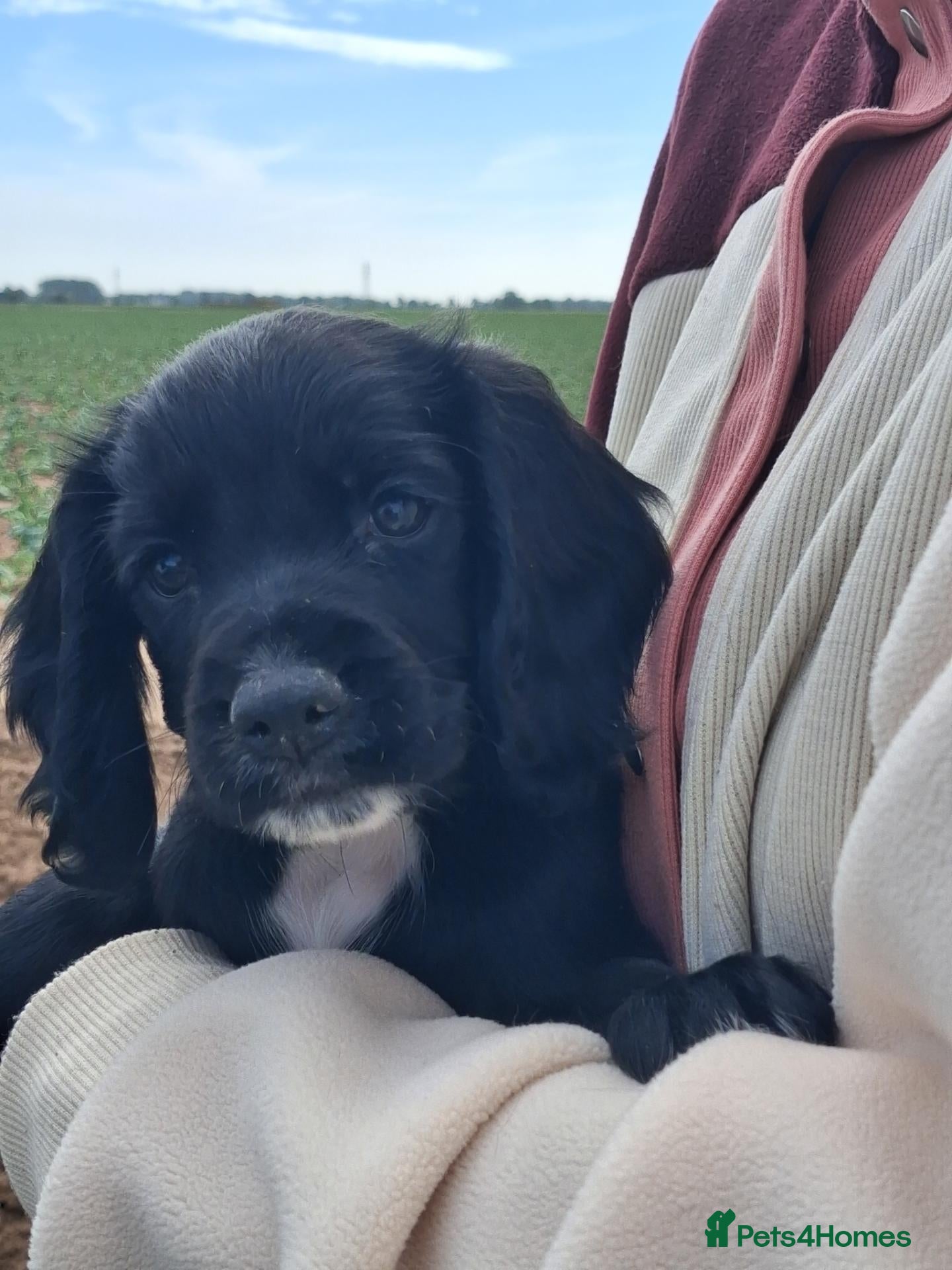 Cocker Spaniel dogs Working cocker spaniel KC reg. READY TO GO - Advert 3