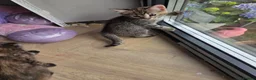 Mixed Breed cats for sale: 🐾 Beautiful Tabby Kittens Ready to Melt You Heart - Advert 28
