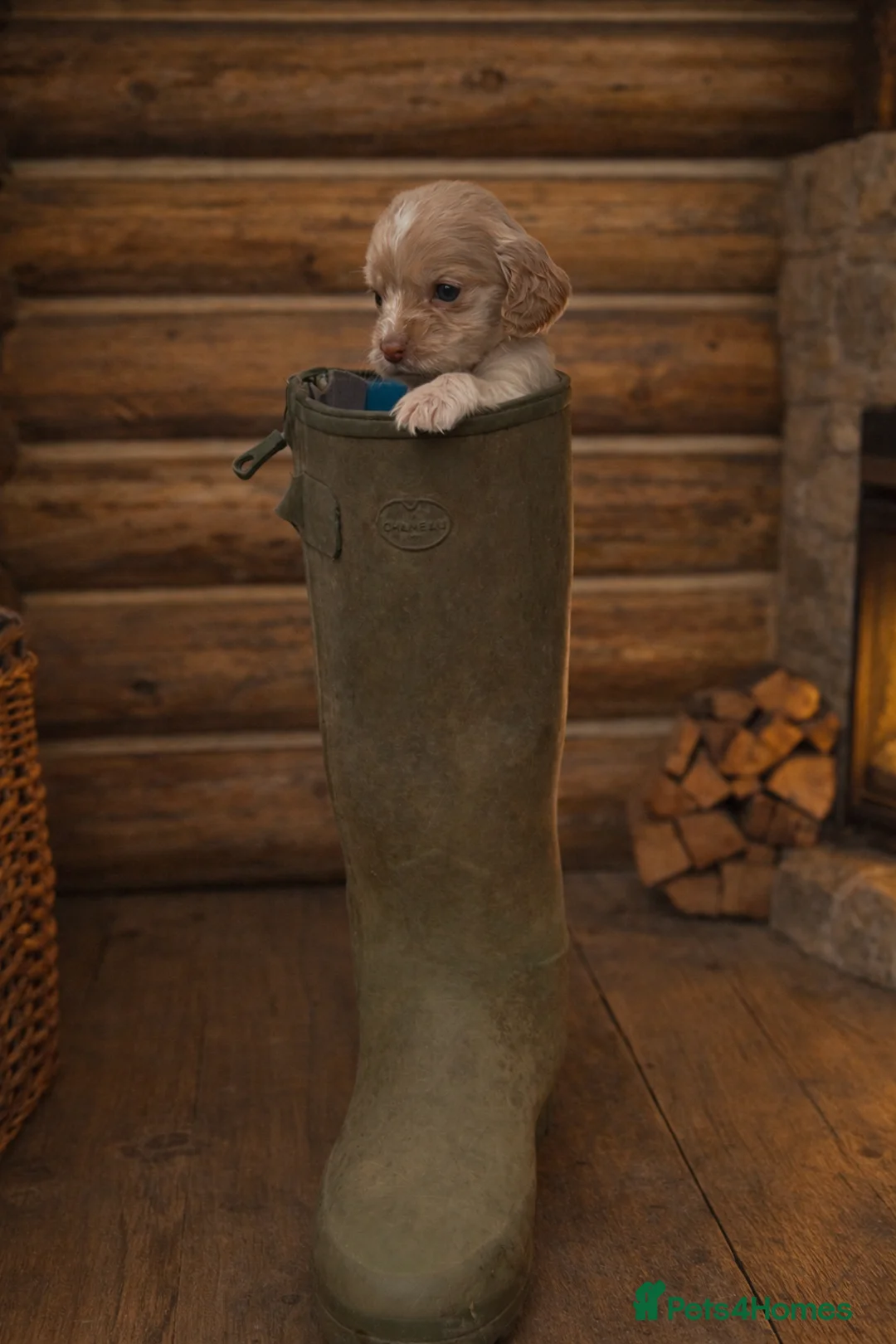 Cocker Spaniel dogs for sale: Lemon And Red Cocker Spaniel Pups in Fordingbridge - Advert 2