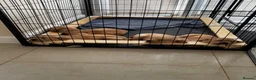 Golden Retriever dogs for sale: Golden Retriever puppies - Advert 13