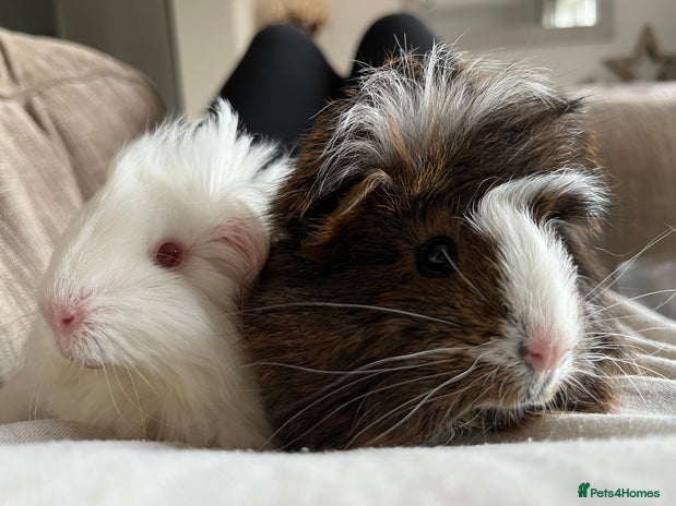 Guinea Pig rodents - Advert 13