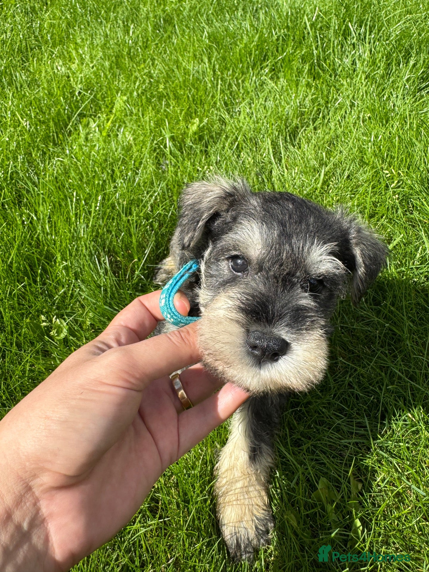 Miniature Schnauzer dogs 💙♥️2 Beautiful Boys ♥️💙 - Advert 1