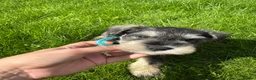 Miniature Schnauzer dogs for sale: 💙♥️2 Beautiful Boys ♥️💙 - Advert 1