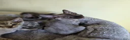 Devon Rex cats for sale: Pedigree TICA Registered Devon Rex  - Advert 5