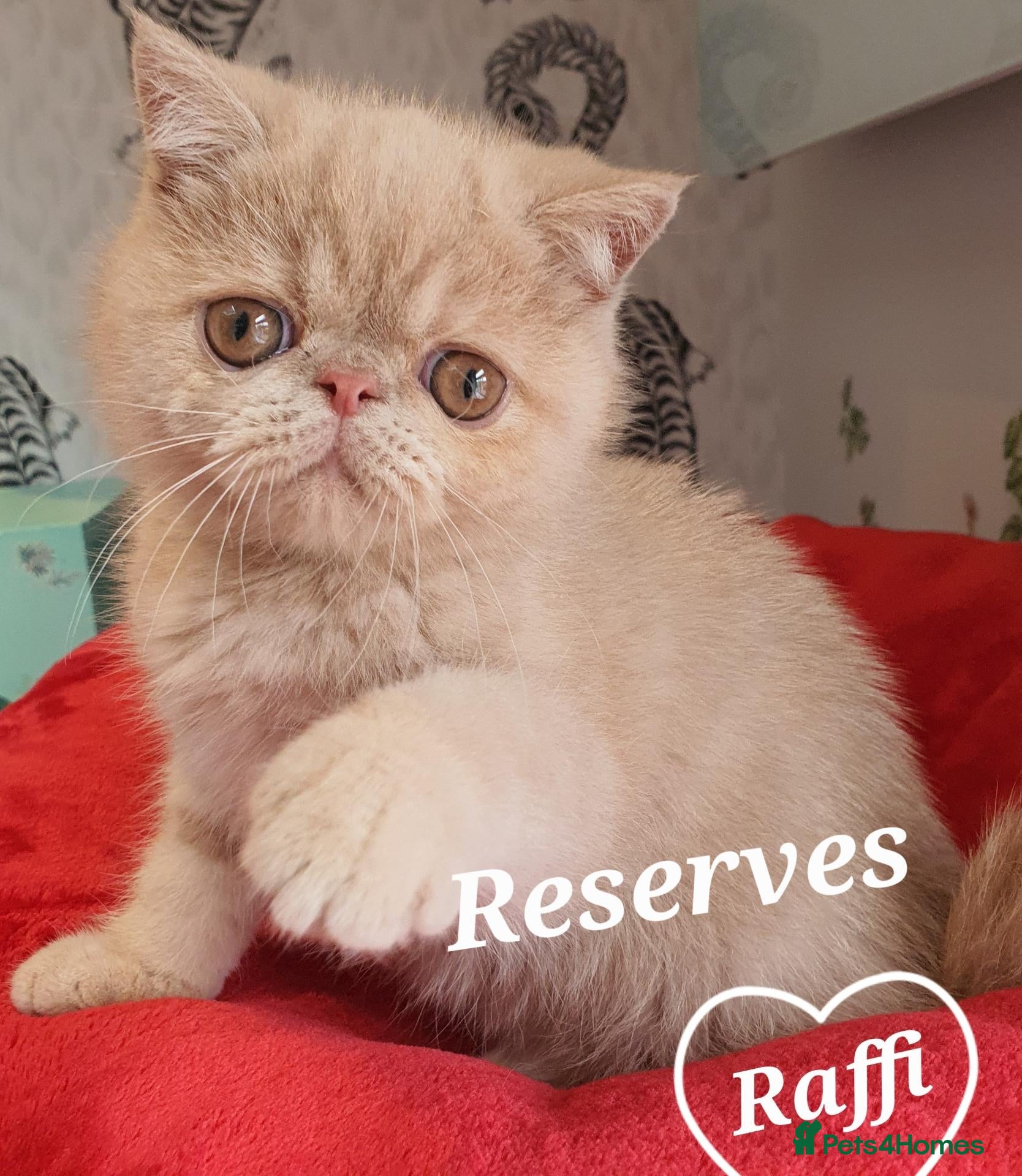 Persian cats Gccf Persian exotic short hair ( Chunky boys ) - Advert 2
