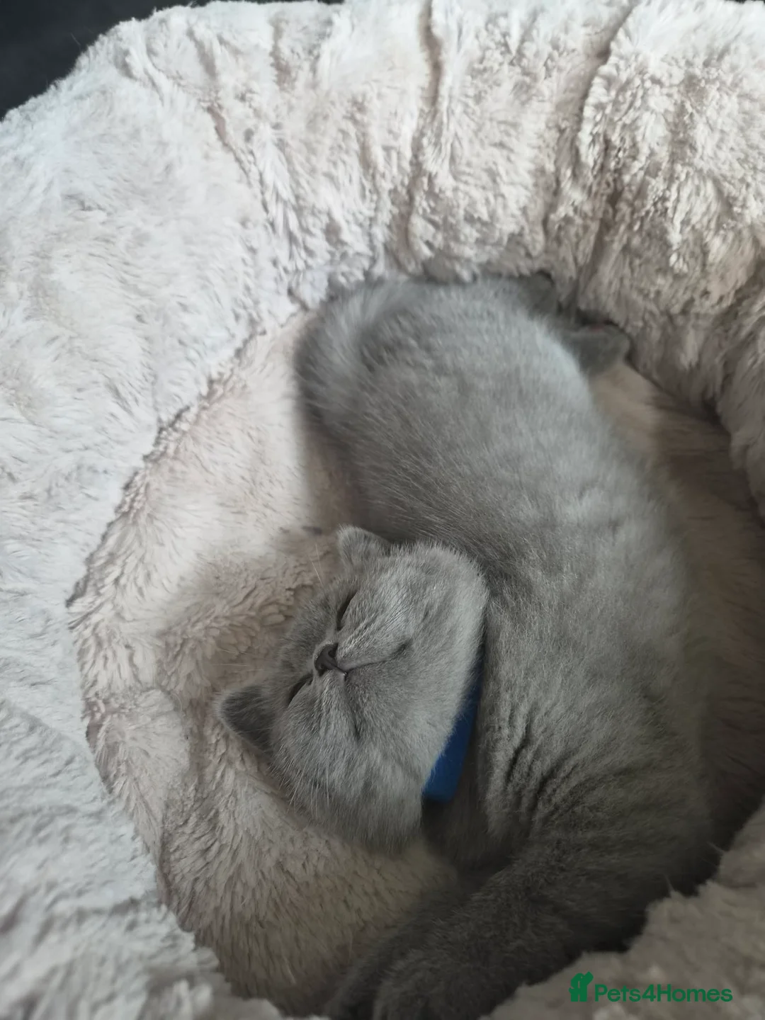 British Shorthair cats for sale:  British shorthair kittens  in Wakefield - Advert 9
