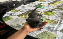 Mixed Breed dogs for sale: Cane corso x staff puppies  - Image 3
