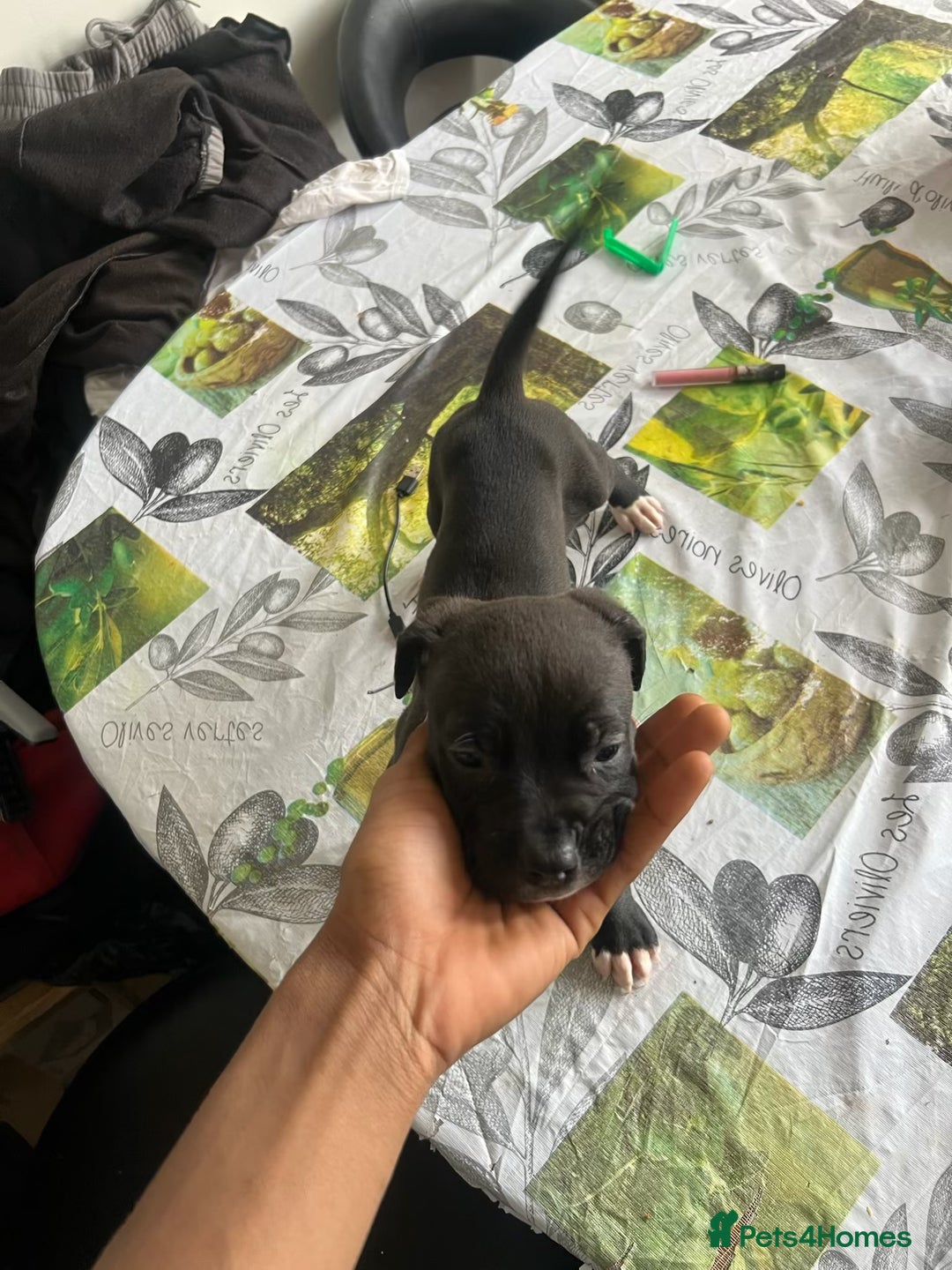 Mixed Breed dogs for sale: Cane corso x staff puppies  - Image 3