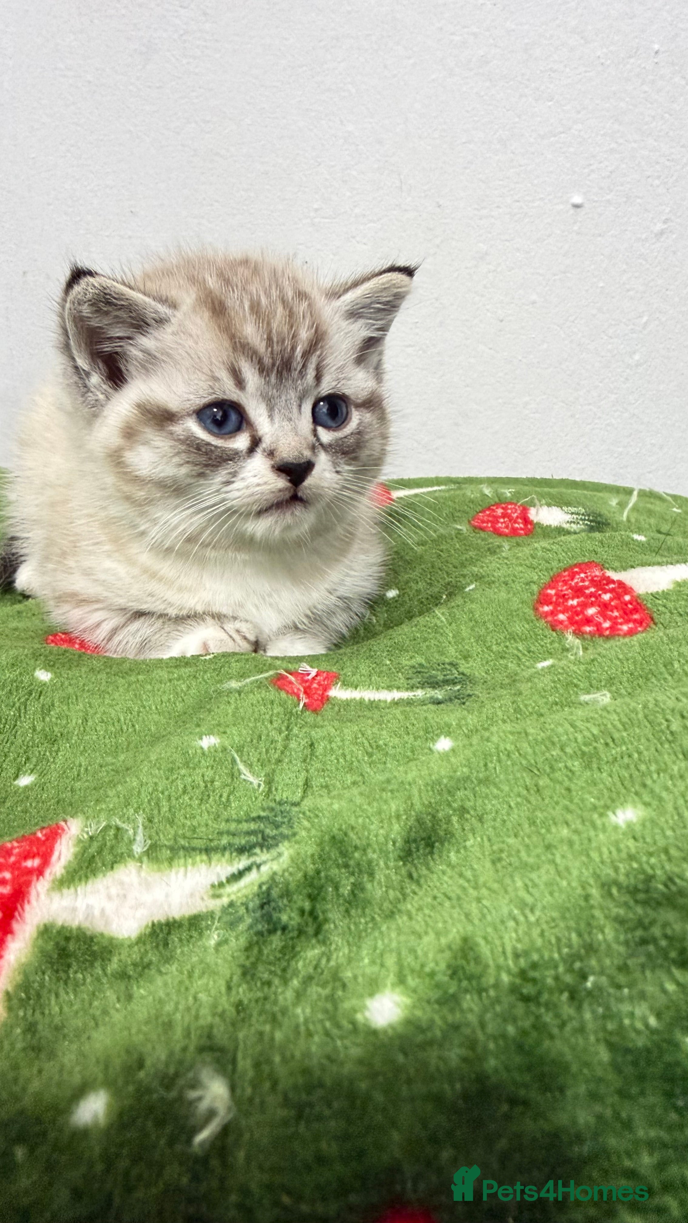 British Shorthair cats British shorthair kittens  - Advert 1