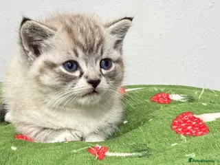 British Shorthair cats British shorthair kittens - Advert 2