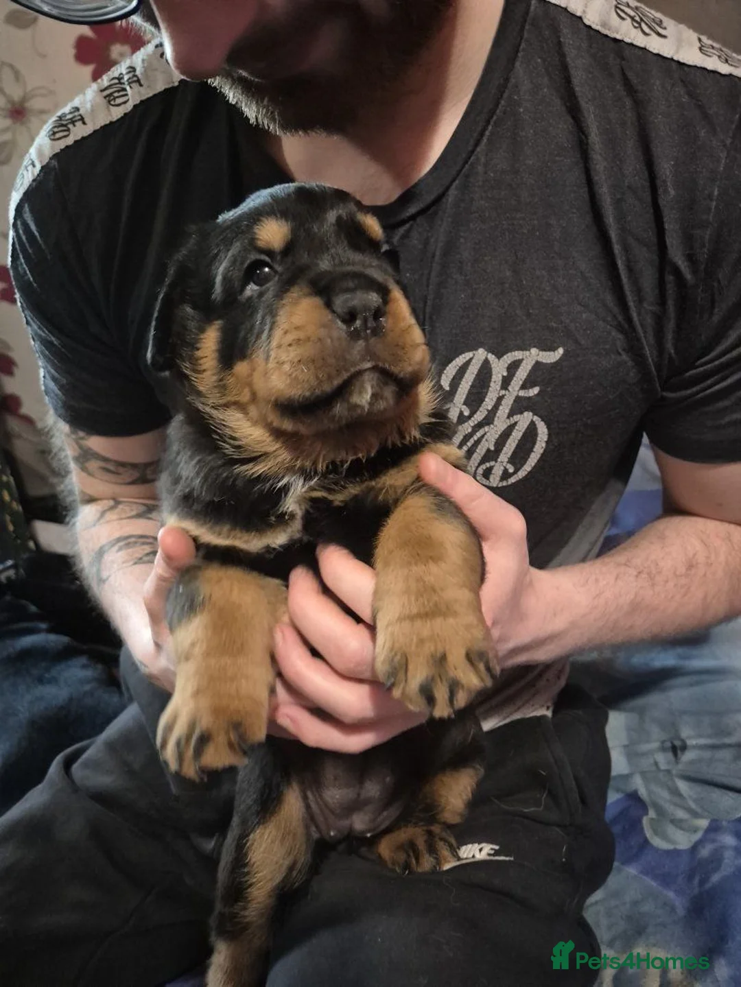 Rottweiler dogs for sale: gorgeous rottweiler puppy - Advert 2