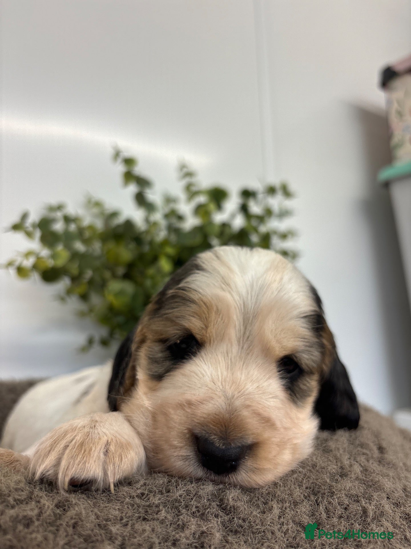 Cocker Spaniel dogs 🤎 KC show cocker spaniels 🤎 - Advert 1