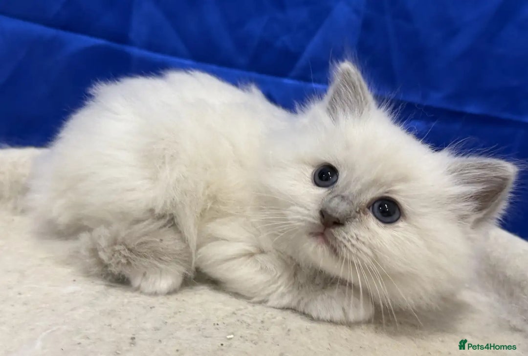 Ragdoll cats for sale: Honest playful rag dolls  up for new homes - Image 2