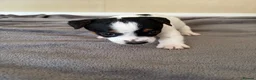Jack Russell dogs for sale: Jack Russel Puppys - Advert 8