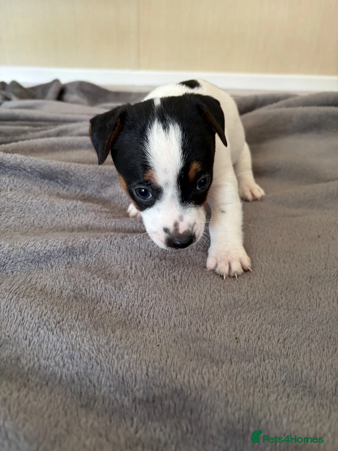 Jack Russell dogs for sale: Jack Russel Puppys - Advert 8